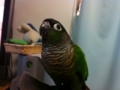 [Conure][ウロコインコ]
