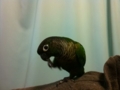 [Conure][ウロコインコ]