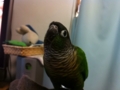 [Conure][ウロコインコ]