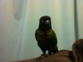 [Conure][ウロコインコ]