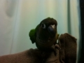 [Conure][ウロコインコ]