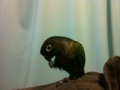 [Conure][ウロコインコ]