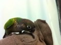 [Conure][ウロコインコ]