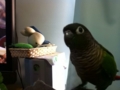 [Conure][ウロコインコ]