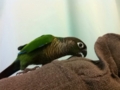 [Conure][ウロコインコ]