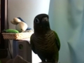 [Conure][ウロコインコ]