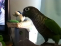 [Conure][ウロコインコ]