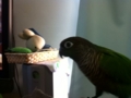[Conure][ウロコインコ]