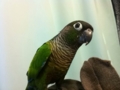[Conure][ウロコインコ]