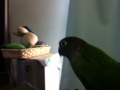 [Conure][ウロコインコ]