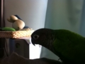 [Conure][ウロコインコ]