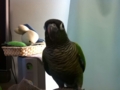 [Conure][ウロコインコ]