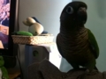 [Conure][ウロコインコ]