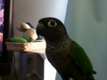 [Conure][ウロコインコ]