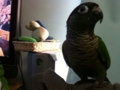 [Conure][ウロコインコ]