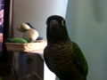 [Conure][ウロコインコ]