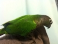 [Conure][ウロコインコ]