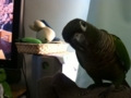 [Conure][ウロコインコ]