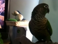 [Conure][ウロコインコ]