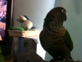 [Conure][ウロコインコ]