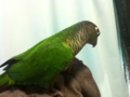 [Conure][ウロコインコ]