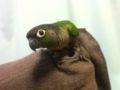 [Conure][ウロコインコ]
