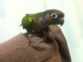 [Conure][ウロコインコ]