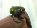 [Conure][ウロコインコ]