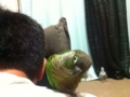 [Conure][ウロコインコ]