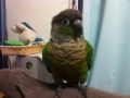 [Conure][ウロコインコ]