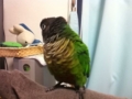 [Conure][ウロコインコ]