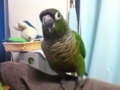 [Conure][ウロコインコ]