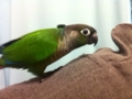 [Conure][ウロコインコ]