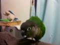 [Conure][ウロコインコ]