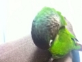 [Conure][ウロコインコ]
