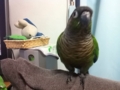 [Conure][ウロコインコ]