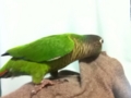 [Conure][ウロコインコ]