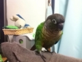 [Conure][ウロコインコ]
