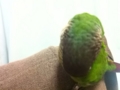 [Conure][ウロコインコ]