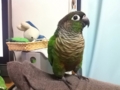 [Conure][ウロコインコ]