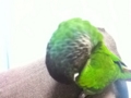 [Conure][ウロコインコ]