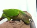 [Conure][ウロコインコ]