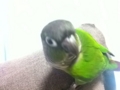 [Conure][ウロコインコ]