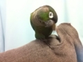 [Conure][ウロコインコ]