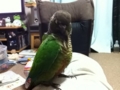 [Conure][ウロコインコ]
