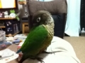 [Conure][ウロコインコ]