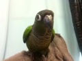 [Conure][ウロコインコ]