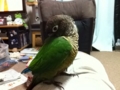 [Conure][ウロコインコ]