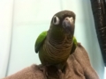 [Conure][ウロコインコ]