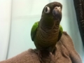 [Conure][ウロコインコ]